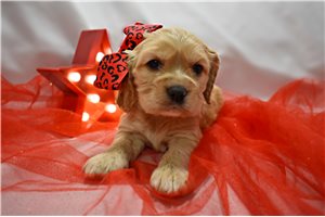 Birdie - Cocker Spaniel for sale