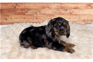 Cookie - Cocker Spaniel for sale