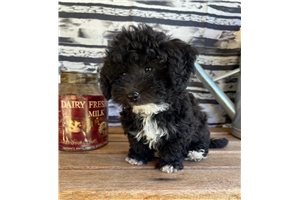Lola - Bich-Poo - Bichpoo for sale