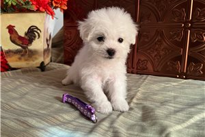 Paige - puppy for sale