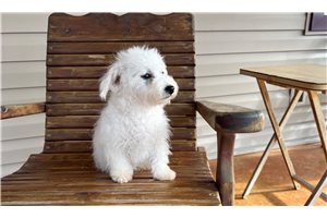 Asher - Bichon Frise for sale
