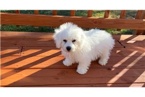 Alexander - puppy for sale