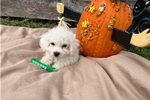 Avery - puppy for sale