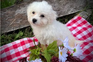 Amelia - puppy for sale