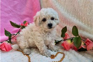Evelyn - Bichon Frise for sale