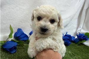 Chance - puppy for sale