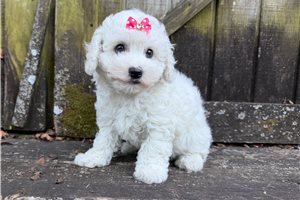 Ciara - Bichon Frise for sale