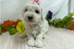 Ciara - Bichon Frise for sale
