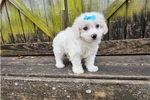 Perdita - puppy for sale