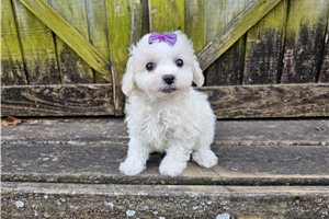 Paisley - puppy for sale