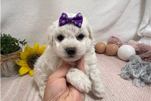 Chloe - puppy for sale