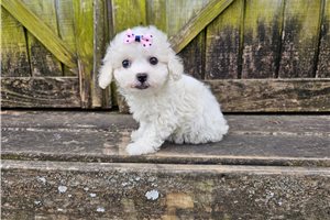 Pippy - puppy for sale