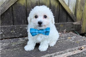Chance - Bichon Frise for sale