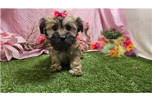 Teresa - Havanese for sale