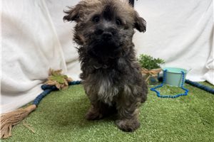 Zane - Havanese for sale
