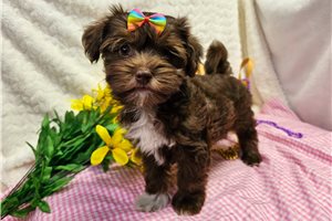 Norine - puppy for sale