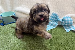 Tuck - Havanese for sale