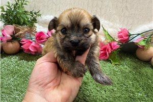 Zoey - puppy for sale