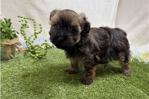 Zane - Havanese for sale