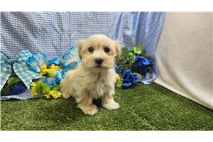 Theo - Havanese for sale
