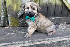 Birch - Havanese for sale