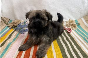 Zane - Havanese for sale