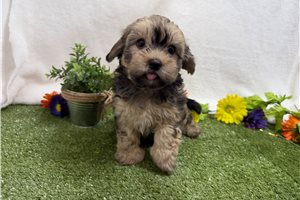 Tuck - Havanese for sale