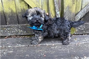 Bash - Havanese for sale