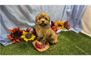 Thaddeus - Havanese for sale