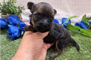 Zane - Havanese for sale