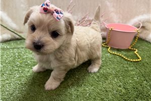 Taffy - puppy for sale
