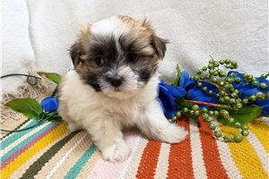 Atticus - Mal-Shi - Malshi for sale