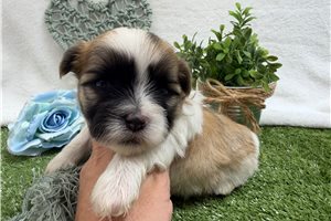 Atticus - Mal-Shi - Malshi for sale