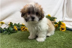 Atticus - Mal-Shi - Malshi for sale