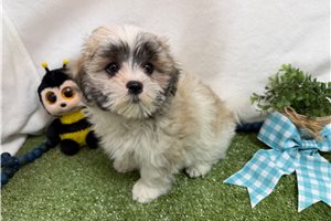 Arnold - puppy for sale