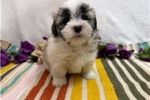 Arnold - Mal-Shi - Malshi for sale