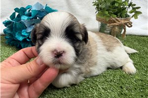 Arnold - Mal-Shi - Malshi for sale