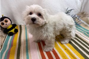Warren - Maltese for sale
