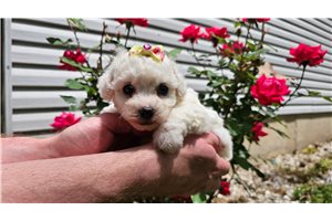 Violet - Bichon Frise for sale