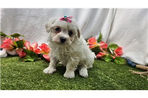 Stella - Maltese for sale