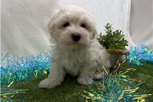 Wyatt - Maltese for sale