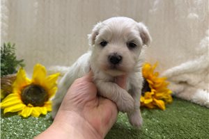 Wyatt - Maltese for sale