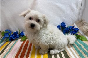 Walter - Maltese for sale