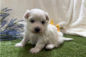 Walter - puppy for sale