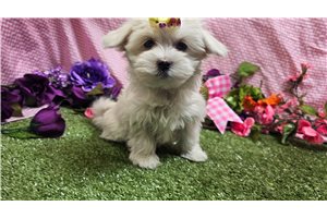 Sonia - Maltese for sale