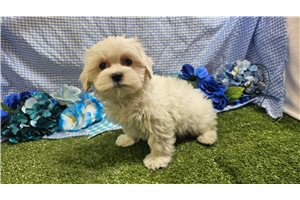 Samuel - Maltese for sale