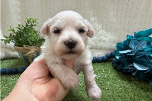 Warren - puppy for sale