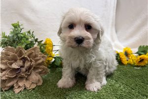 Warren - Maltese for sale