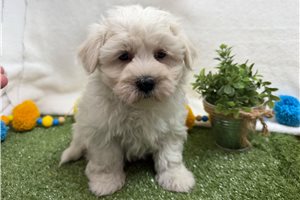Walter - Maltese for sale