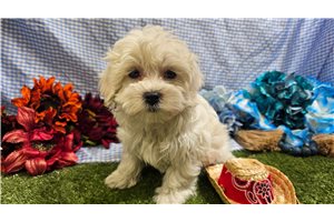 Stetson - Maltese for sale